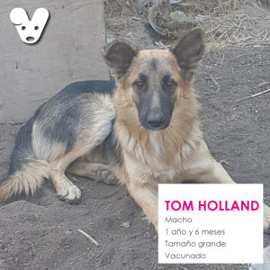 Tom-Holland