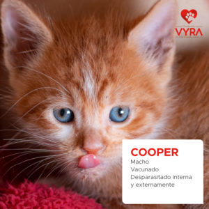 COOPER