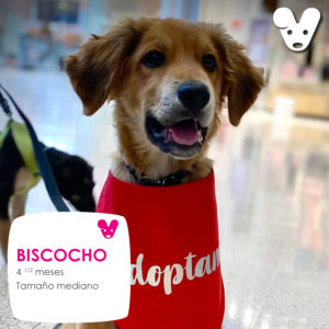 BISCOCHO