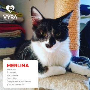 MERLINA