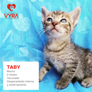 TABY