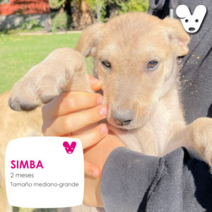SIMBA