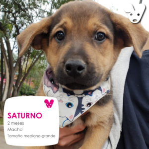 Saturno