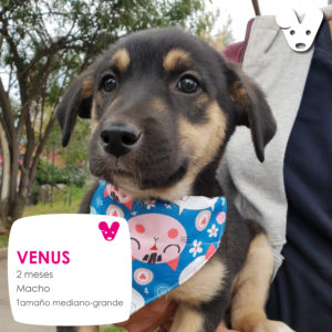 Venus