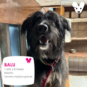 Balu
