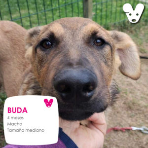 BUDA (1)