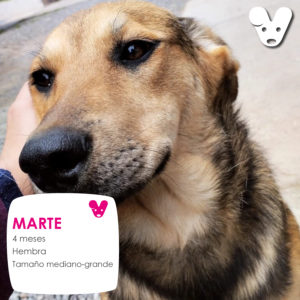 MARTE