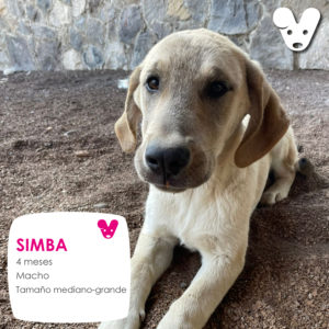 SIMBA