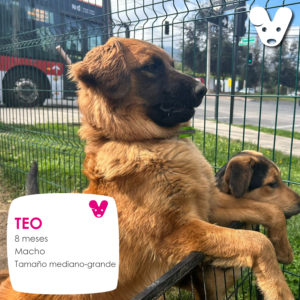 TEO
