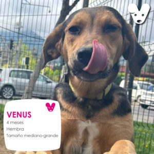 VENUS