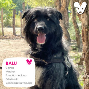 Balu