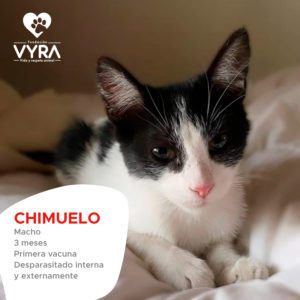 Chimuelo