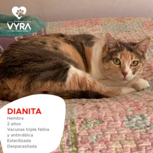 Dianita