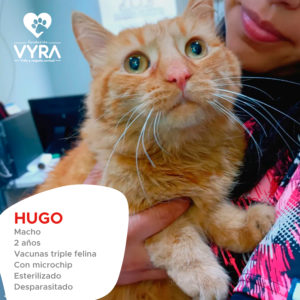 Hugo