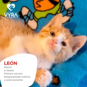 León