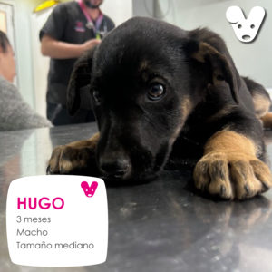 HUGO