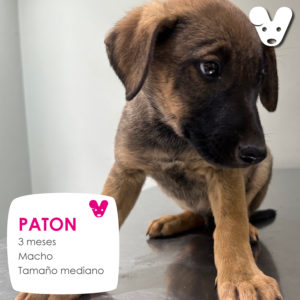 PATON