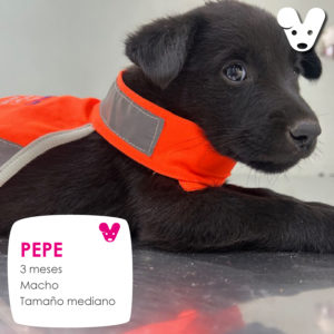 PEPE