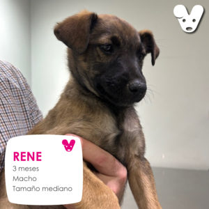 RENE