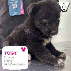 YOGY