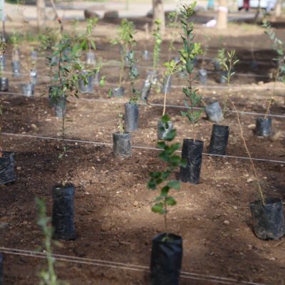 4.000 NUEVOS ÁRBOLES EN PARQUE MAHUIDA