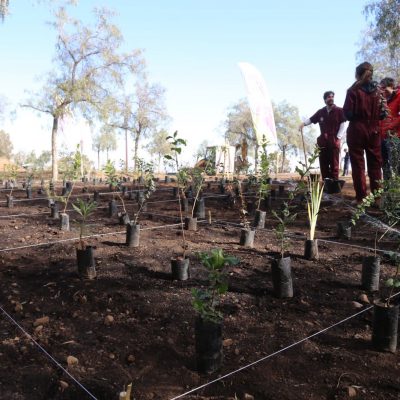 4.000 NUEVOS ÁRBOLES EN PARQUE MAHUIDA