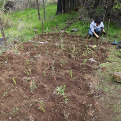 2.000 nuevos árboles nativos para el Parque Mahuida