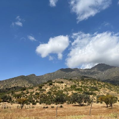 4.000 NUEVOS ÁRBOLES EN PARQUE MAHUIDA